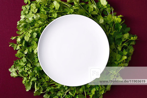 Coriander
