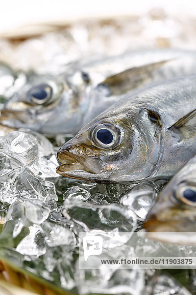 Japanese Horse Mackerel