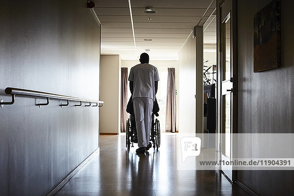 Durchgehende Rückansicht des Krankenpflegers  der den älteren Mann im Rollstuhl auf dem Flur des Krankenhauses schiebt.