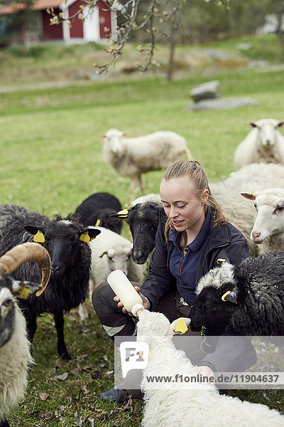Junge Frau füttert Schafe mit Milch von der Flasche auf dem Feld