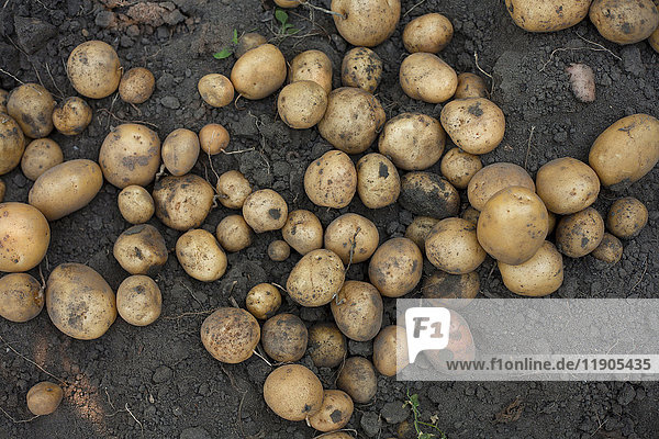 Kartoffeln auf Erde