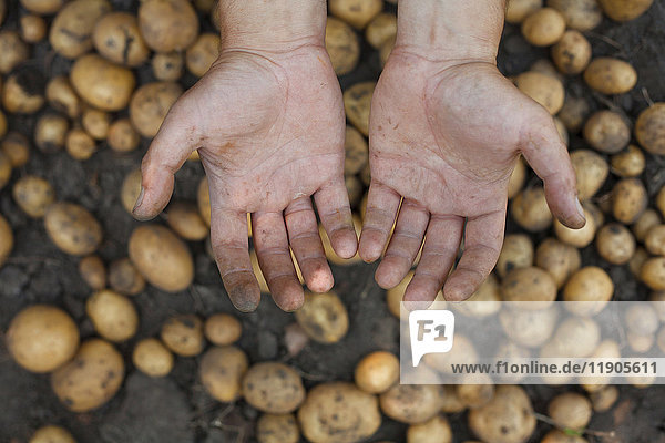 Schmutzige Hände über Kartoffeln