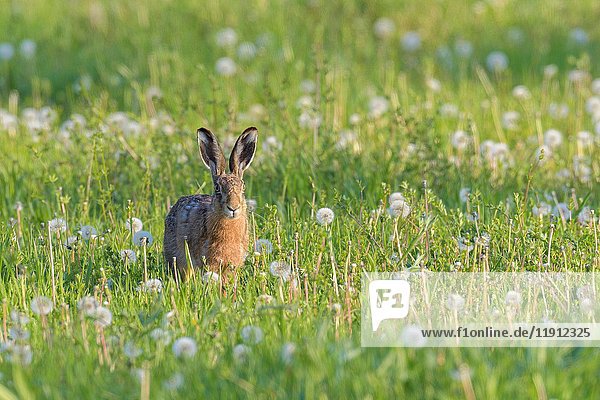 European brown hare (Lepus europaeus) on meadow  Springtime  Hesse  Germany  Europe.