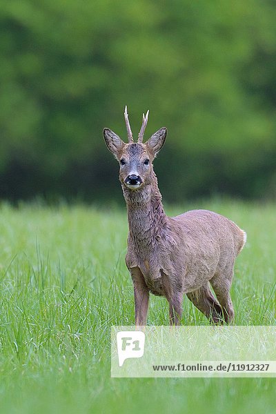Western Roe Deer (Capreolus capreolus) in Springtime  Roebuck  Hesse  Germany  Europe.