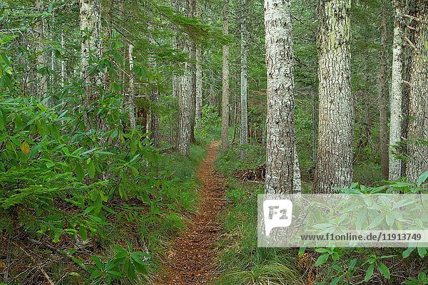 Tumble Ridge Trail  Willamette National Forest  Oregon.