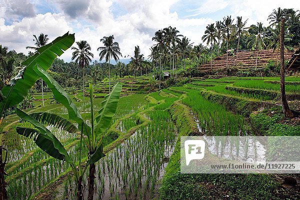 Rice paddies cultivated as rice terraces with coconut palmtrees in the background  Bali  Indonesia  Southeast Asia
