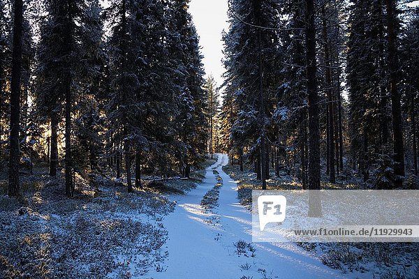 A forest track is leading through a snowy forest that is illuminated by the low winter sun. Bredbyn  Västernorrland  Sweden.