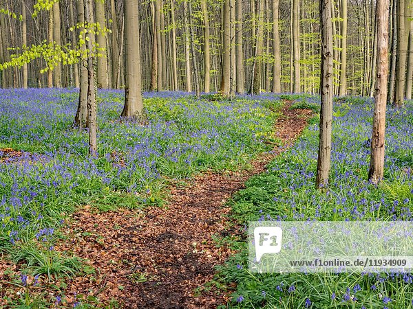 Belgium Blue Forest.