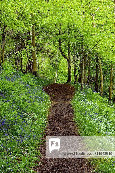 Weg im Frühlingswald mit Bärlauch und Glockenblumen  Armadale  Isle of Skye  Schottland  Vereinigtes Königreich.