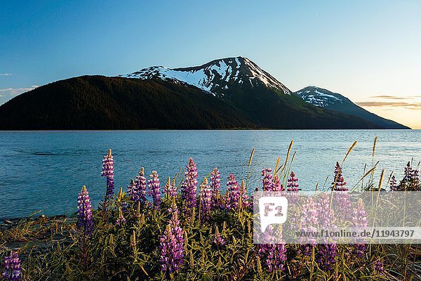 Field of lupine in bloom along Turnagain Arm at sunset.