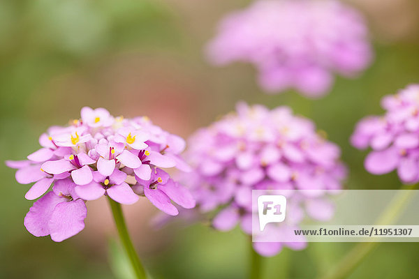 Rosafarbene Blume