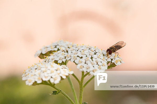 Fly on yarrow