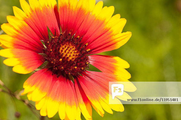 Kokardenblume