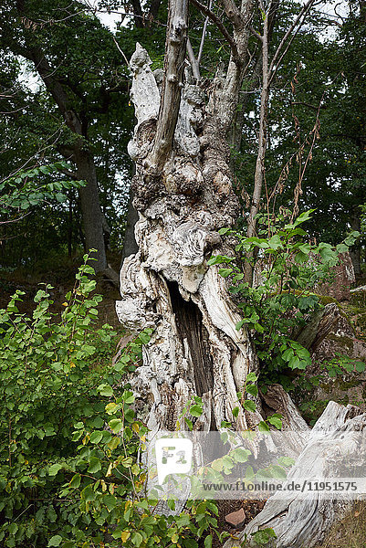 Sweden  Grinda island  gnarled tree trunk
