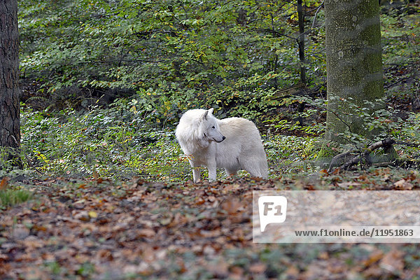 Arctic wolf in a nature reserve