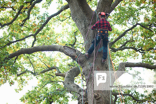 Rear view of trainee teenage male tree surgeon climbing up tree trunk