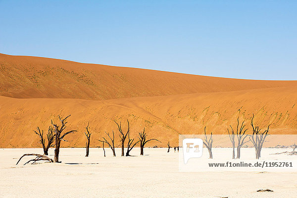 Dead Trees  Deadvlei  Sossusvlei  Namib Naukluft Park  Namib Desert  Namibia