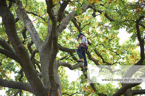 Young male trainee tree surgeon standing on tree branch