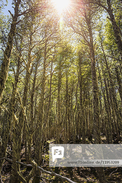 Bartflechte  die Baumstämme im sonnenbeschienenen Wald bedeckt  Nationalreservat Coyhaique  Provinz Coyhaique  Chile