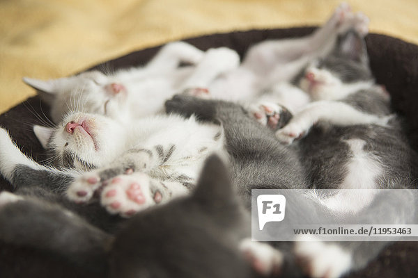 Ein Wurf grau-weißer Kätzchen schläft in einem kleinen Katzenbett.