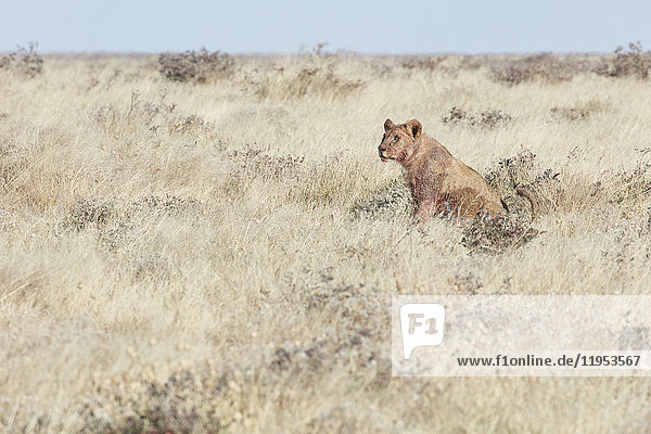 Löwe  Panthera leo  sitzt im Grasland.