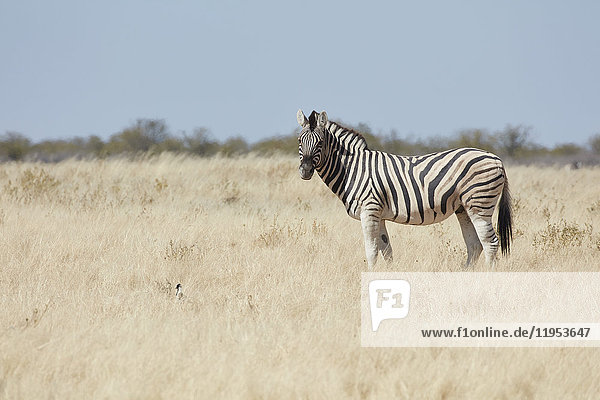 Ein Burchell-Zebra  Equus quagga burchellii  im Grasland stehend.