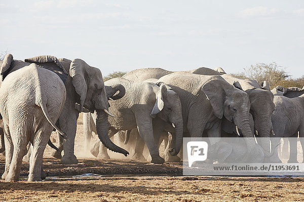 Herde afrikanischer Elefanten,  Loxodonta africana,  die an einer Wasserstelle im Grasland stehen.