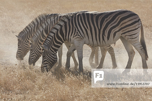 Drei Burchell-Zebras  Equus quagga burchellii  grasen im Grasland.