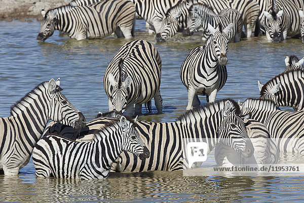 Burchells Zebra  Equus quagga burchellii  steht an einer Wasserstelle.