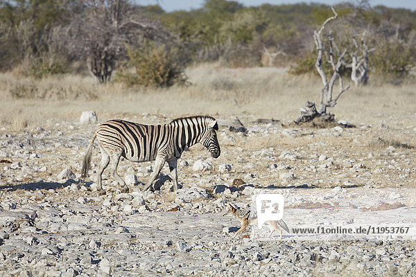 Burchell's Zebra  Equus quagga burchellii  und ein Schabrackenschakal  Canis mesomelas  die durch Grasland laufen.