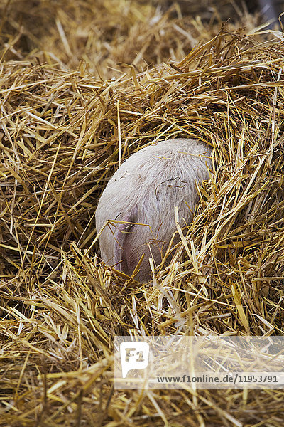 High angle rear view of piglet hiding in a heap of straw.