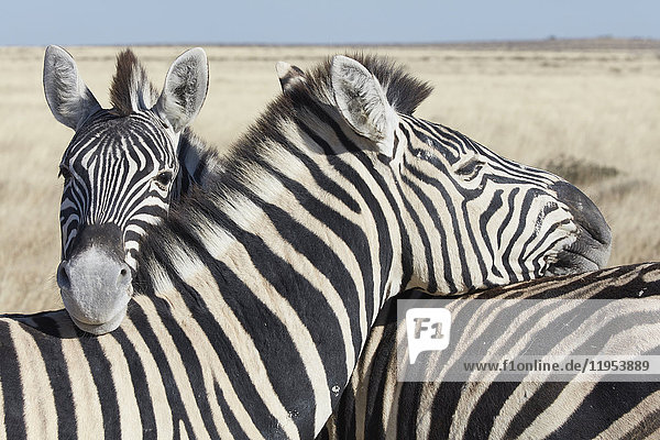 Zwei Burchell-Zebras  Equus quagga burchellii  die sich im Grasland aneinander kuscheln.