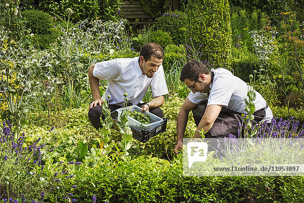 Zwei Männer knien in einem Gemüsegarten und pflücken Pflanzen.