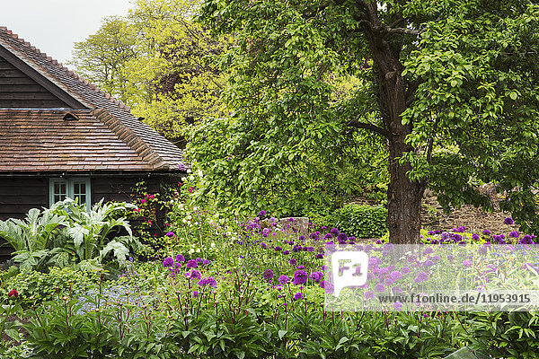 Ansicht des Gartens mit Baum und Beet mit violetten Blumen  im Hintergrund ein Häuschen.