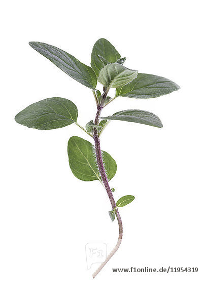 Oregano oder Majoran Blätter isoliert auf weißem Hintergrund Ausschnitt