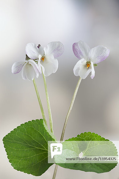 Violet flower  white detail. with green leaves