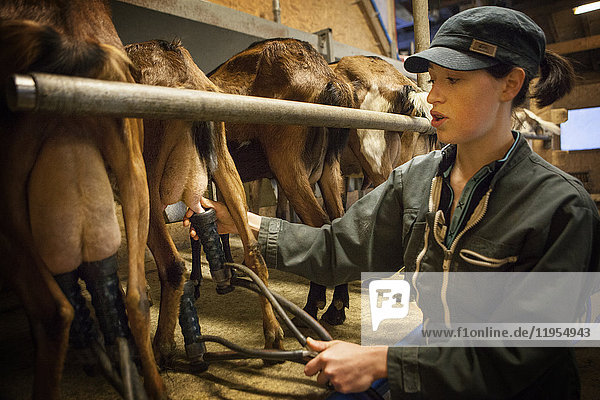 Reportage über eine Ziegenhirtin  Noemie  in Haute-Savoie  Frankreich. Noemie hat den Hof ihrer Familie übernommen und hält eine Herde von 75 Milchziegen. Sie wird zweimal am Tag gemolken  morgens und abends. Zwischen dem Melken verarbeitet Noemie die Milch zu verschiedenen Milchprodukten (Käse  Joghurt  Flan) und kümmert sich um die Belieferung ihrer Kunden. Noemie würde gerne auf biologische Landwirtschaft umstellen  sie füttert ihre Ziegen mit Bio-Getreide und erfüllt die geforderten Kriterien  aber das Problem bei dieser Umstellung liegt in der Wahl der Ziegen. Um Ziegen zu haben  die genügend Milch produzieren  benutzt sie einen Besamungsautomaten  der alle Ziegen gleichzeitig besamt. Dazu verabreicht Noemie den Ziegen ein Hormon  um den Zeitpunkt der Brunst festzulegen  aber das schließt ihren Betrieb von der Bio-Zertifizierung aus.