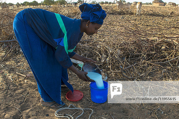Peul Frau gießt frische Milch ein. Senegal.