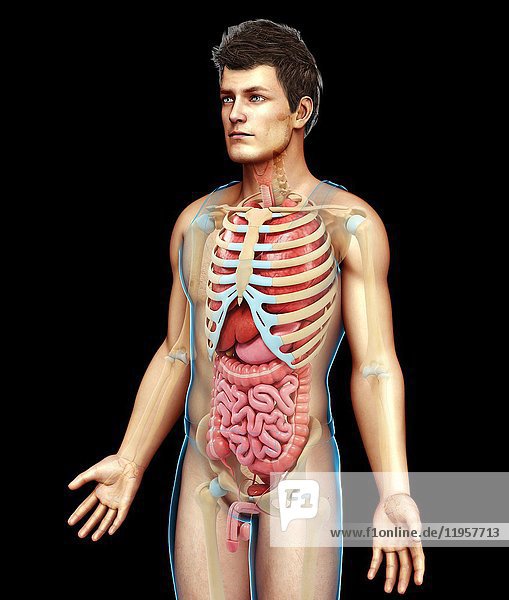 Illustration of male anatomy.