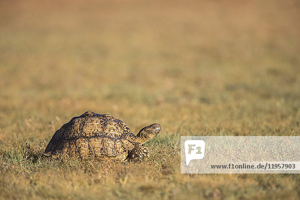 Leopard-(Berg-)Schildkröte (Stigmochelys pardalis)  Kgalagadi Transfrontier Park  Nordkap  Südafrika  Afrika