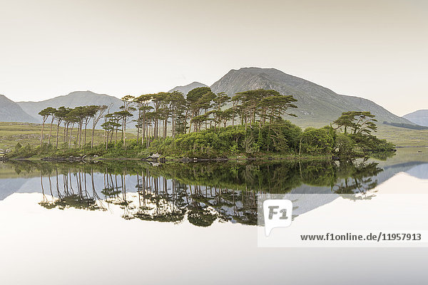 Pine Island on Derryclare Lake  Connemara  County Galway  Connacht province  Republic of Ireland  Europe
