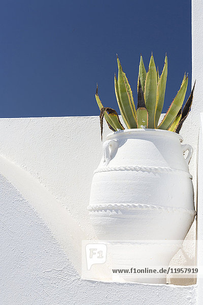 Cacti in whitewashed urn against white wall and blue sky Imerovigli Santorini Cyclades Greek Islands Greece Europe