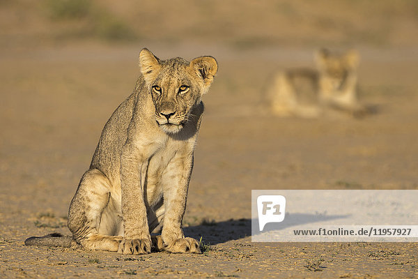 Young lions (Panthera leo) Kgalagadi Transfrontier Park Northern Cape South Africa Africa