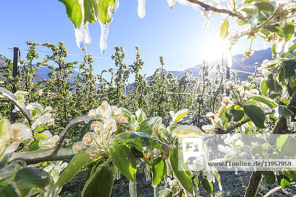 Nahaufnahme von mit Eis bedeckten Apfelplantagen im Frühling  Villa von Tirano  Provinz Sondrio  Valtellina  Lombardei  Italien  Europa