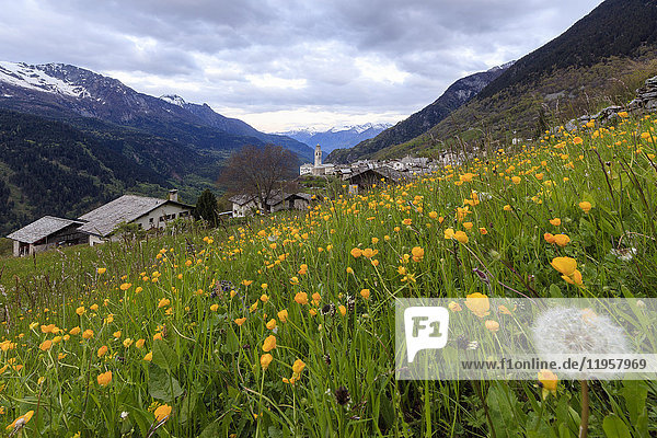 Die ersten Lichter der Morgendämmerung auf einer gelben Blumenwiese  Soglio  Maloja  Bergell  Engadin  Kanton Graubünden  Schweiz  Europa