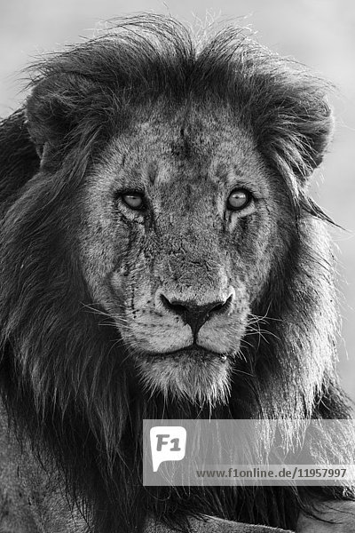 Lion (Panthera leo), Kruger National Park, South Africa, Africa