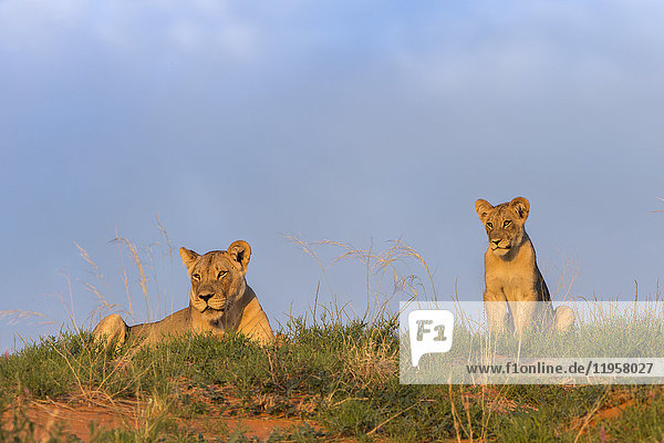 Löwin (Panthera leo) mit Jungtier  Kgalagadi Transfrontier Park  Nordkap  Südafrika  Afrika