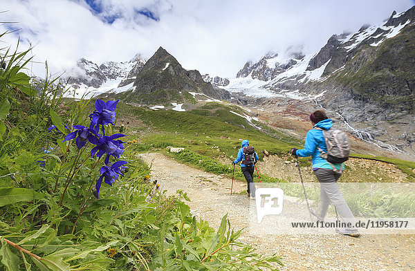 Transit of hikers with Aquilegia flowers in the foreground  Elisabetta Hut  Veny Valley  Courmayeur  Aosta Valley  Italy  Europe