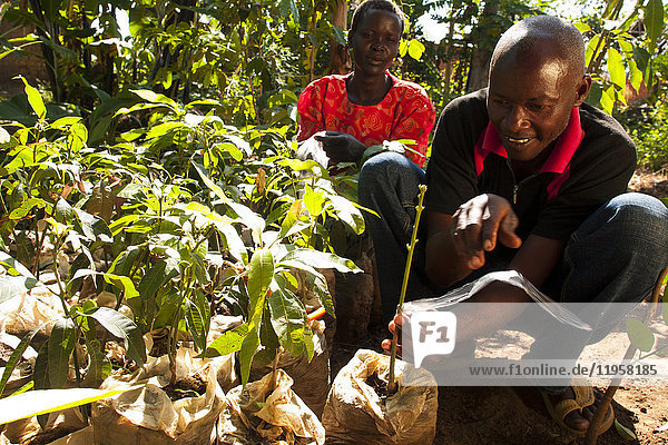 Ein männlicher Bauer veredelt Orangen- und Zitronenbäume  Uganda  Afrika