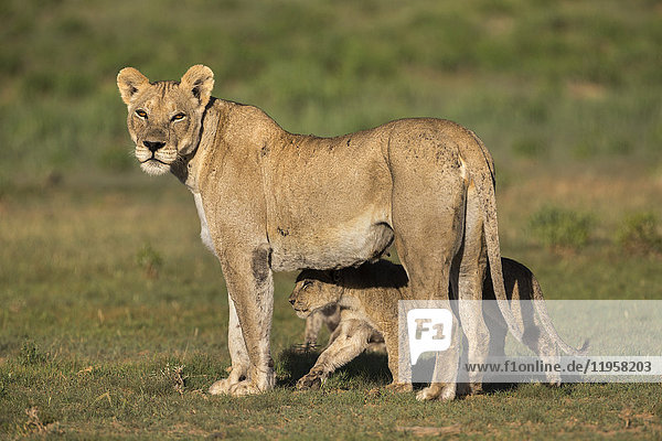 Lioness (Panthera leo) with cub Kgalagadi Transfrontier Park Northern Cape South Africa Africa